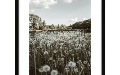 Poster 40×50 cm Meadow – knor