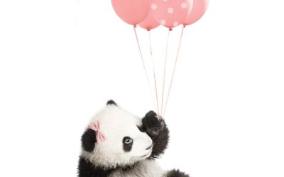 Autocolant pentru perete Dekornik Pink Panda